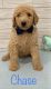 Poodle Puppies for sale in Brown County, OH 45121, USA. price: NA