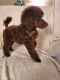 Poodle Puppies for sale in Gulf Shores, AL, USA. price: NA