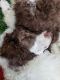 Poodle Puppies for sale in Crewe, VA 23930, USA. price: NA