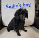 Poodle Puppies for sale in Hattiesburg, MS, USA. price: NA