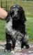 Poodle Puppies for sale in Lakeview, MI 48850, USA. price: $1,200