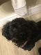Poodle Puppies for sale in N Garland Ave, Garland, TX, USA. price: NA