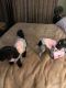 Poodle Puppies for sale in N Garland Ave, Garland, TX, USA. price: NA