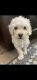 Poodle Puppies for sale in Thousand Oaks, CA, USA. price: $850