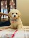 Poodle Puppies for sale in Gilbert, AZ, USA. price: NA
