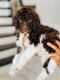 Poodle Puppies for sale in Mableton, GA, USA. price: NA