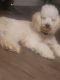 Poodle Puppies for sale in North Richland Hills, TX, USA. price: $900