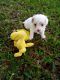 Poodle Puppies for sale in Ocala, FL 34474, USA. price: $150,000