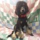 Poodle Puppies for sale in Inverness, FL, USA. price: NA