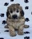 Poodle Puppies for sale in Indian Trail, NC, USA. price: $1,500