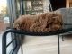 Poodle Puppies for sale in Chicago, IL, USA. price: $2,000
