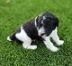 Poodle Puppies for sale in Perris, CA, USA. price: NA