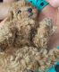 Poodle Puppies for sale in Staten Island, NY, USA. price: $2,500