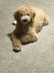 Poodle Puppies for sale in Waverly, OH 45690, USA. price: NA