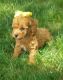 Poodle Puppies for sale in Odon, IN 47562, USA. price: NA