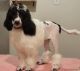 Poodle Puppies for sale in Azle, TX 76020, USA. price: $1,000