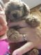 Poodle Puppies for sale in Lake Placid, FL 33852, USA. price: NA