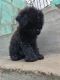Poodle Puppies for sale in New Ashok Nagar, New Delhi, India. price: 55000 INR