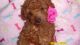 Poodle Puppies for sale in Duluth, GA, USA. price: NA