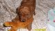 Poodle Puppies for sale in Duluth, GA, USA. price: NA