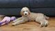 Poodle Puppies for sale in Austin, TX, USA. price: $350