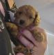 Poodle Puppies for sale in Lake Placid, FL 33852, USA. price: NA