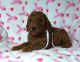 Poodle Puppies for sale in McHenry, IL, USA. price: $2,500