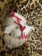 Poodle Puppies for sale in Sunnyside, WA, USA. price: NA
