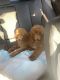 Poodle Puppies for sale in Brooklyn, NY, USA. price: $1,400