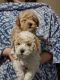 Poodle Puppies for sale in Elk River, MN 55330, USA. price: NA