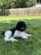 Poodle Puppies for sale in Buford, GA, USA. price: $800