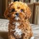 Poodle Puppies for sale in Pittsburgh, PA, USA. price: NA