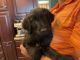 Poodle Puppies for sale in Marshfield, WI, USA. price: NA