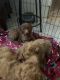 Poodle Puppies for sale in Lubbock County, TX, USA. price: NA