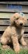 Poodle Puppies for sale in Brown County, OH 45121, USA. price: $300