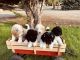 Poodle Puppies for sale in Hotchkiss, CO, USA. price: NA