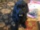 Poodle Puppies for sale in Frankfort, KY 40601, USA. price: NA