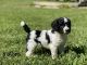 Poodle Puppies for sale in Richmond, VA, USA. price: $1,200