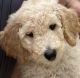 Poodle Puppies for sale in Romeoville, IL, USA. price: NA