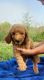 Poodle Puppies for sale in Osceola, MO 64776, USA. price: NA