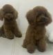 Poodle Puppies for sale in Wittmann, AZ 85361, USA. price: NA