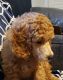 Poodle Puppies for sale in University Place, WA, USA. price: $1,000