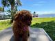 Poodle Puppies for sale in St. Petersburg, FL, USA. price: $5,000