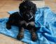 Poodle Puppies for sale in Paducah, KY, USA. price: NA