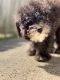 Poodle Puppies for sale in Forrest City, AR 72335, USA. price: NA