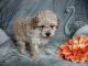 Poodle Puppies for sale in Canada, KY 41519, USA. price: $1,200