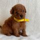 Poodle Puppies for sale in New York, NY, USA. price: $500