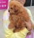 Poodle Puppies for sale in Suwanee, GA 30024, USA. price: $4,000