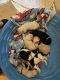 Poodle Puppies for sale in Commerce, GA, USA. price: $1,500