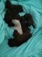 Poodle Puppies for sale in Edgefield County, SC, USA. price: NA